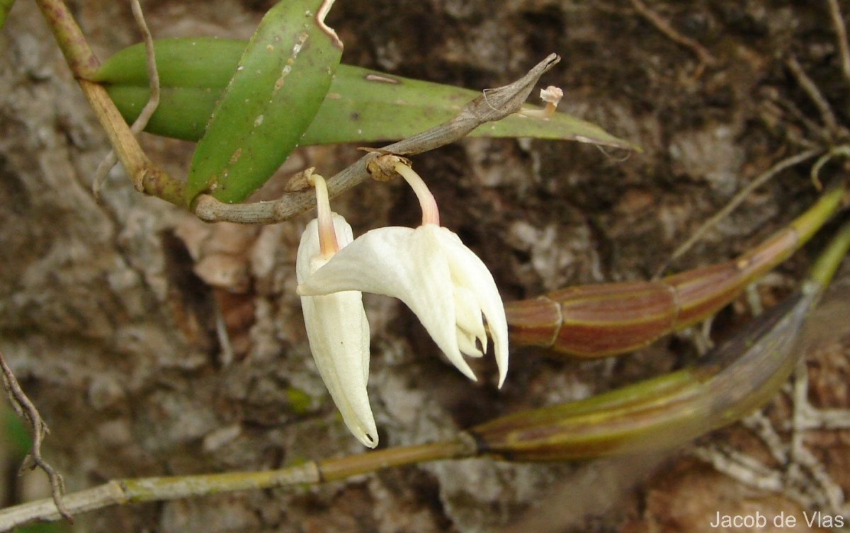Dendrobium crumenatum Sw.